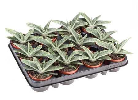 Gasteria Little Warty