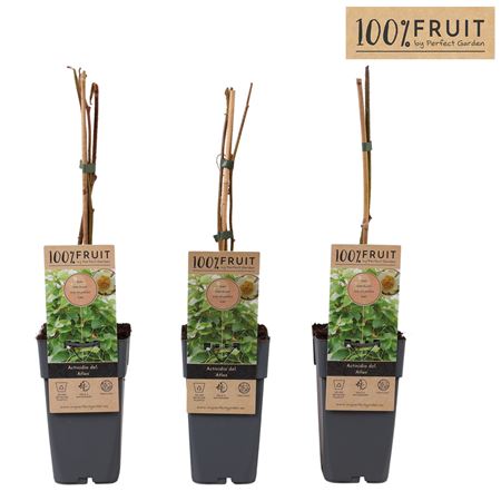 Актинидия китайская Атлас мужская