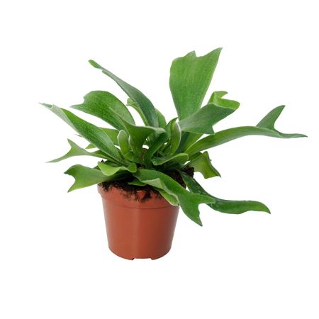 Platycerium Alcicorne