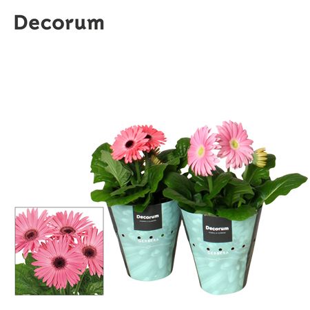 Gerbera Pink 2+ Potcover (decorum)