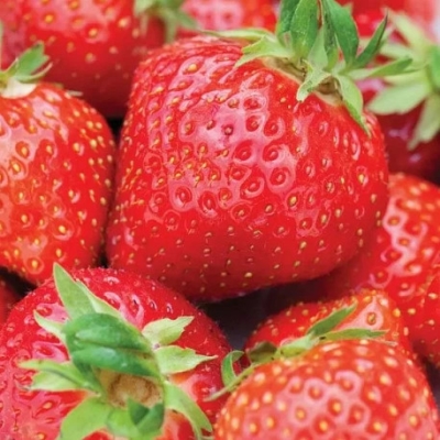 Земляника Анаис