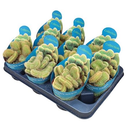 Hildewintera Aureispina Crestata Potcover