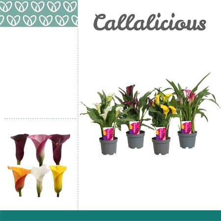 Zantedeschia Mix 2+