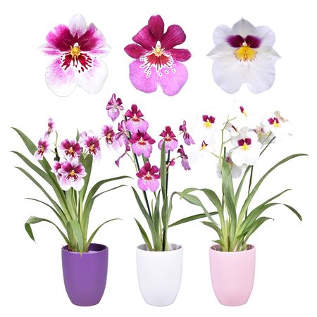 Miltonia 2st Mix In Ceramic