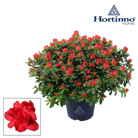 Azalea Hortinno Yankadi Scarlata