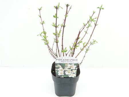 Philadelphus Belle Etiole