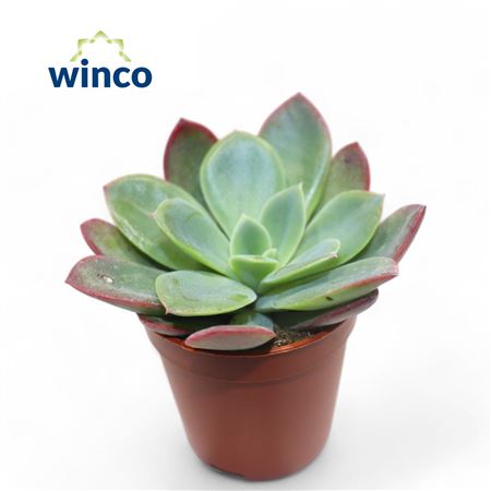 Echeveria Luella