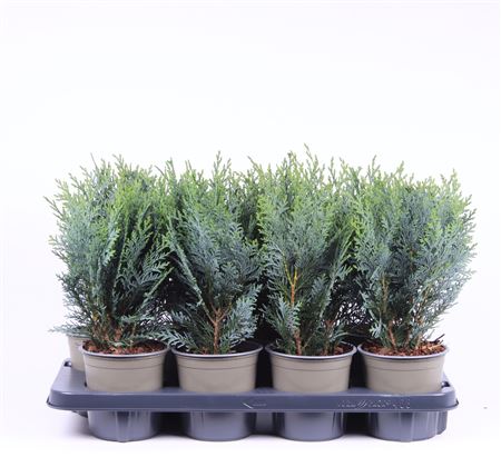 Chamaecyparis Laws Pelt's Blue