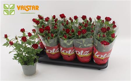 Rosa Lotz Of Roses Jewel Red