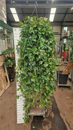 Cissus Rhombifolia Ellen Danica Hanging