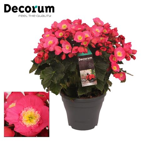 Begonia Belove Pink Outdoor (decorum)