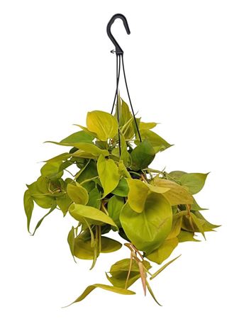 Philodendron Neon In Hanging Pot