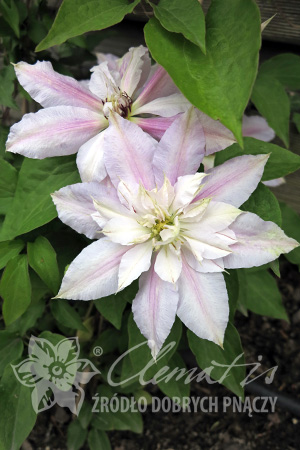 Клематис гибридный Матка Седлиска
