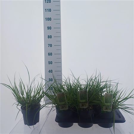 Pennisetum Alo Red Head