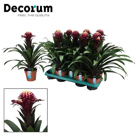 Guzmania Francesca (decorum)