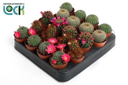 Mammillaria Backebergiana Ernestii