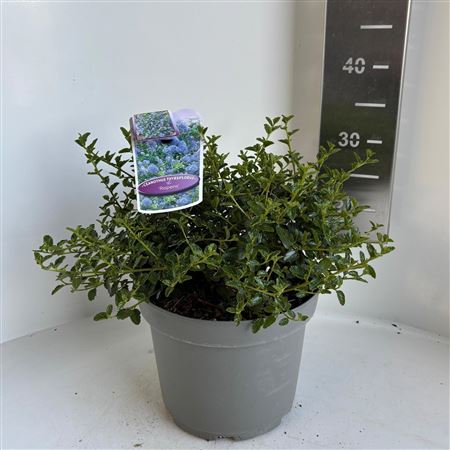 Ceanothus Thyr Repens