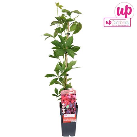 Parthenocissus Quinquefolia