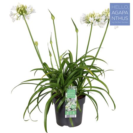 Agapanthus Ever White