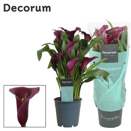 Zantedeschia Purple (decorum)