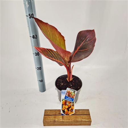 Canna Tropiccana