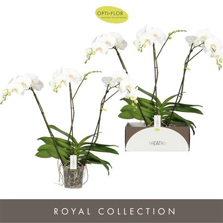 Phal 3st Theatro Classico 24+ (opti)