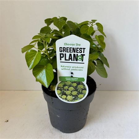 Hedera He Arbori Compact