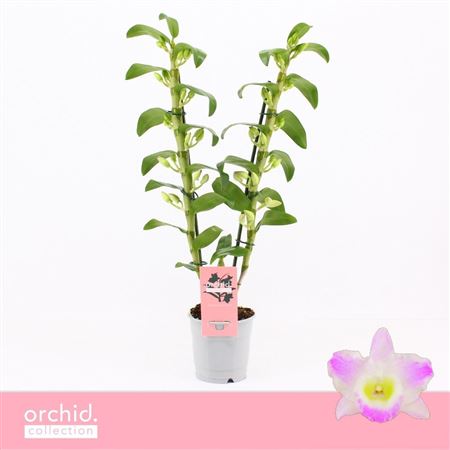 Dendr Nob 2st Pandora Orchid Collection