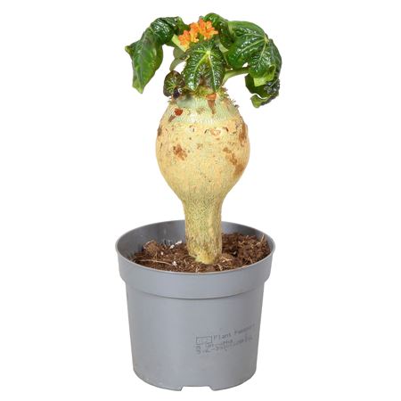 Jatropha Podagrica Orange