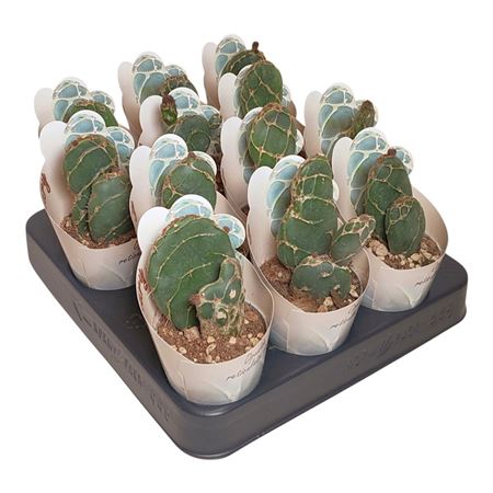 Opuntia Reticulata Cobra Potcover