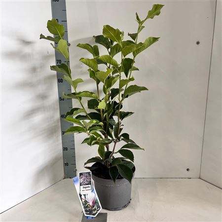 Magnolia Soulangeana Superba