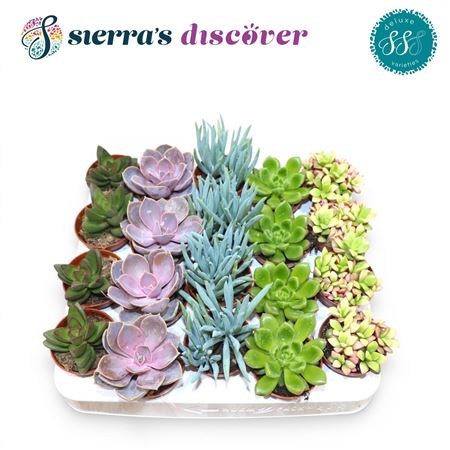 Succulent Sevilla Mix