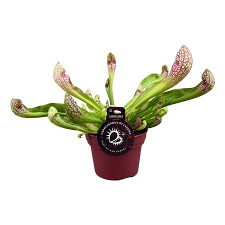 Sarracenia Scarlet Bell