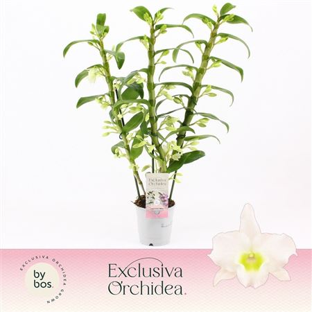 Dendr Nob 3st Apollon Exclusiva Orchidea