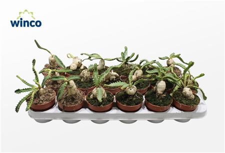 Euphorbia Stellata (caudex)