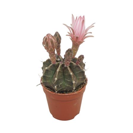 Gymnocalycium Mihanovichii Flowering