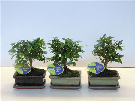 Bonsai Carmona Macrophylla Broom With Drip Tray