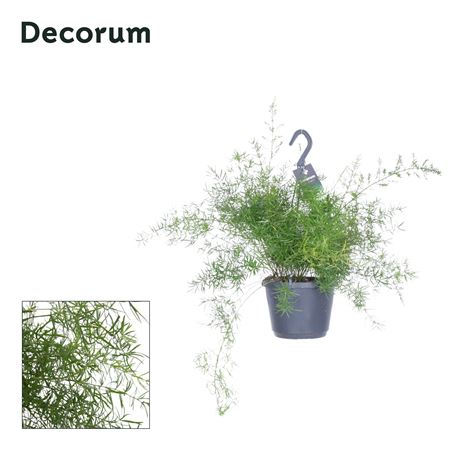 Asparagus Sprengeri Hangpot (decorum)
