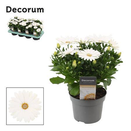 Osteospermum Margarita Cream (decorum)