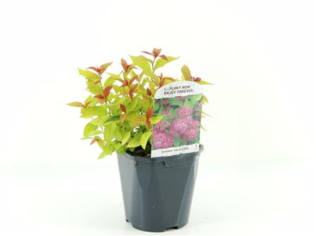 Spiraea Jap Goldflame