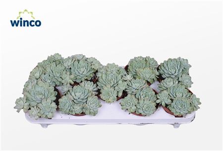 Echeveria Zonnestraal (group)