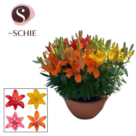Lilium As Mix Trio Xl 15pp