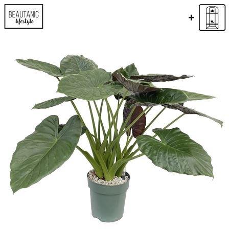 Alocasia Wentii + Watermeter