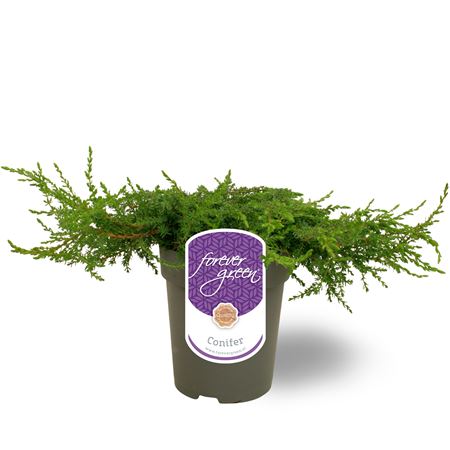 Juniperus Comm Green Carpet