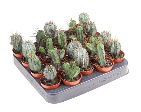 Euphorbia Mix