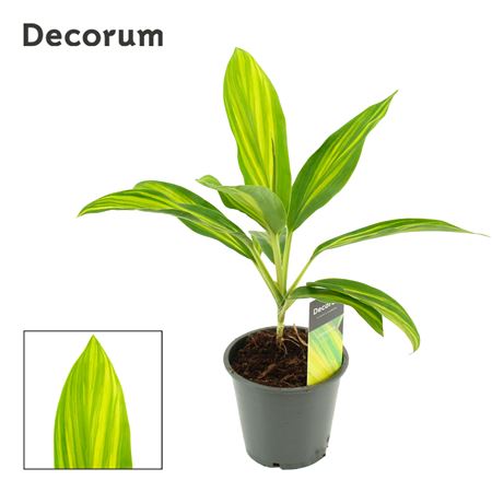 Cordyline Vanilla Queen