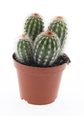 Espostoa Mirabilis