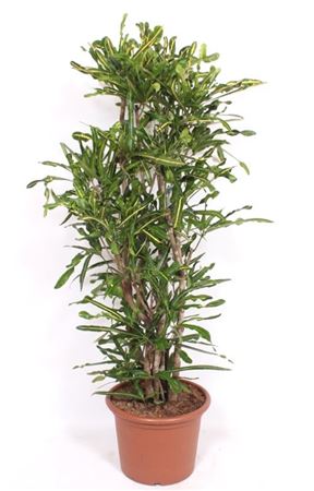 Codiaeum Yellow Mammi
