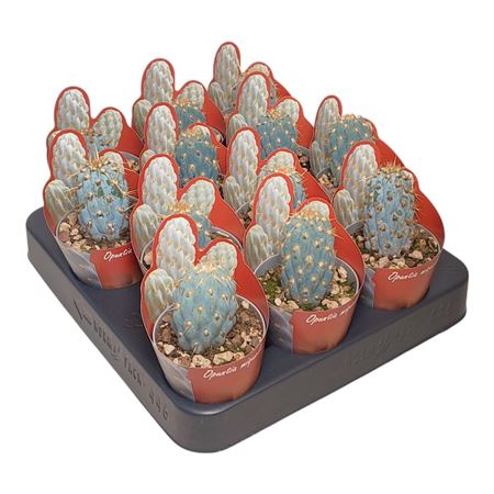 Opuntia Miquelii Potcover