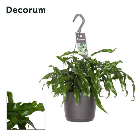 Microsorum Diversifolium